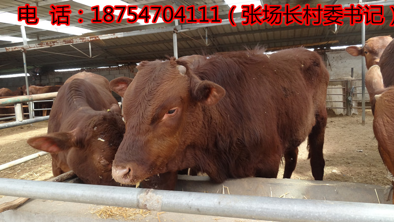 最新出欄肉牛價格動態(tài)，影響行業(yè)走勢的關(guān)鍵因素分析