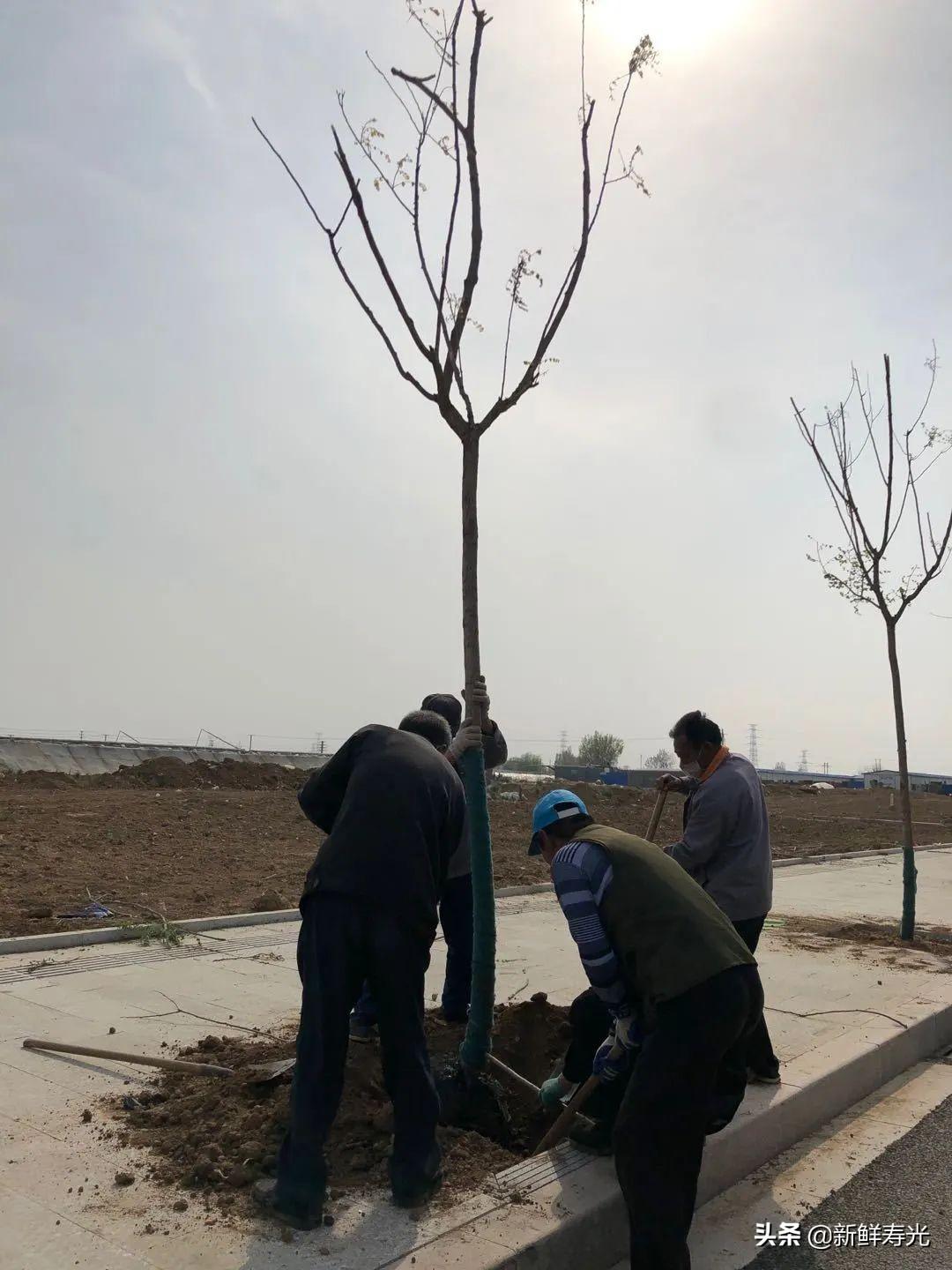 濰坊市園林管理局最新動態(tài)報道
