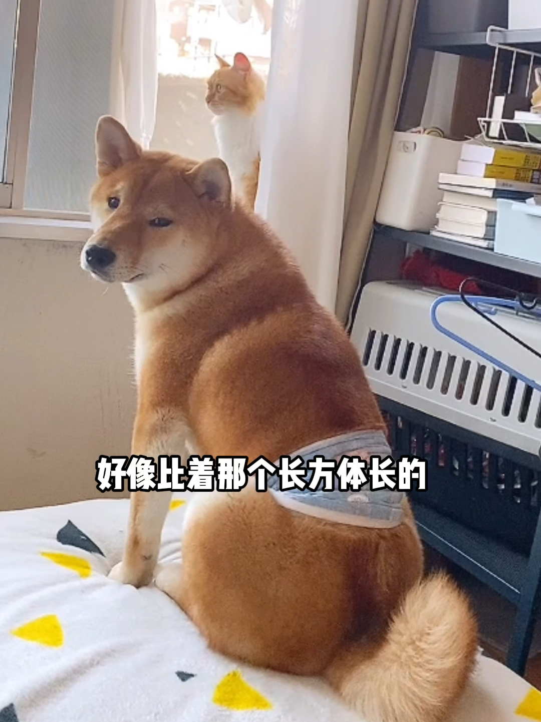柴廢最新視頻網(wǎng)站涉黃問題曝光，警示在線視頻新時代風(fēng)險警示。