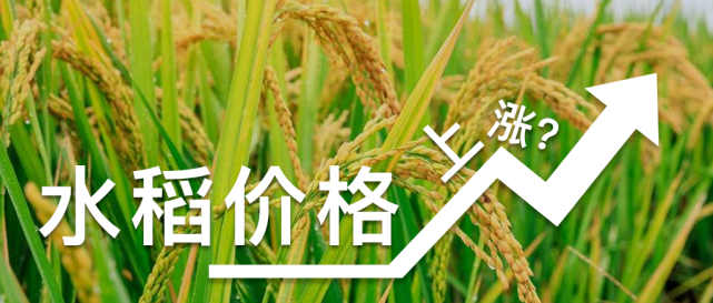 吉林水稻價(jià)格最新報(bào)價(jià)與市場(chǎng)動(dòng)態(tài)分析概覽
