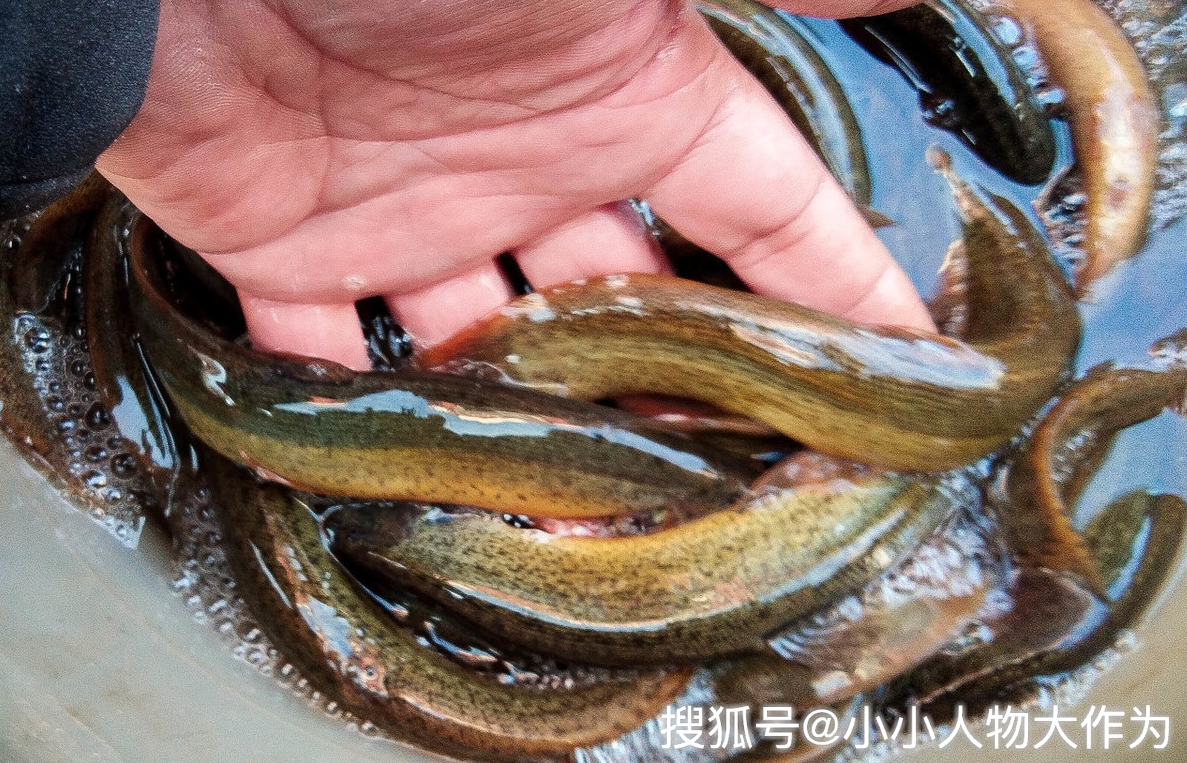 最新捕泥鰍鱔魚技術(shù),最新捕泥鰍鱔魚技術(shù)，高效、生態(tài)、可持續(xù)