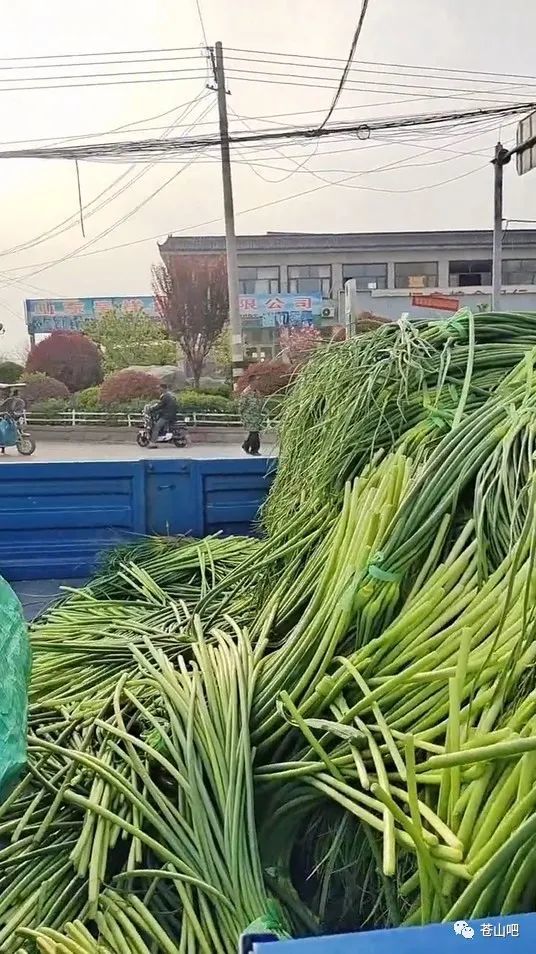 蒼山蒜苔價格最新行情及分析概述