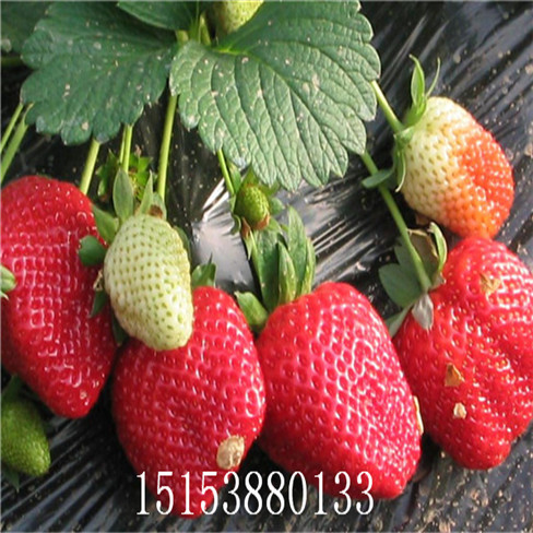 探索未來草莓產(chǎn)業(yè)的希望之星，最新草莓品種揭秘