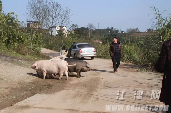 豬兒跑最新,豬兒跑最新動態(tài)，探索行業(yè)前沿，引領(lǐng)養(yǎng)殖革新