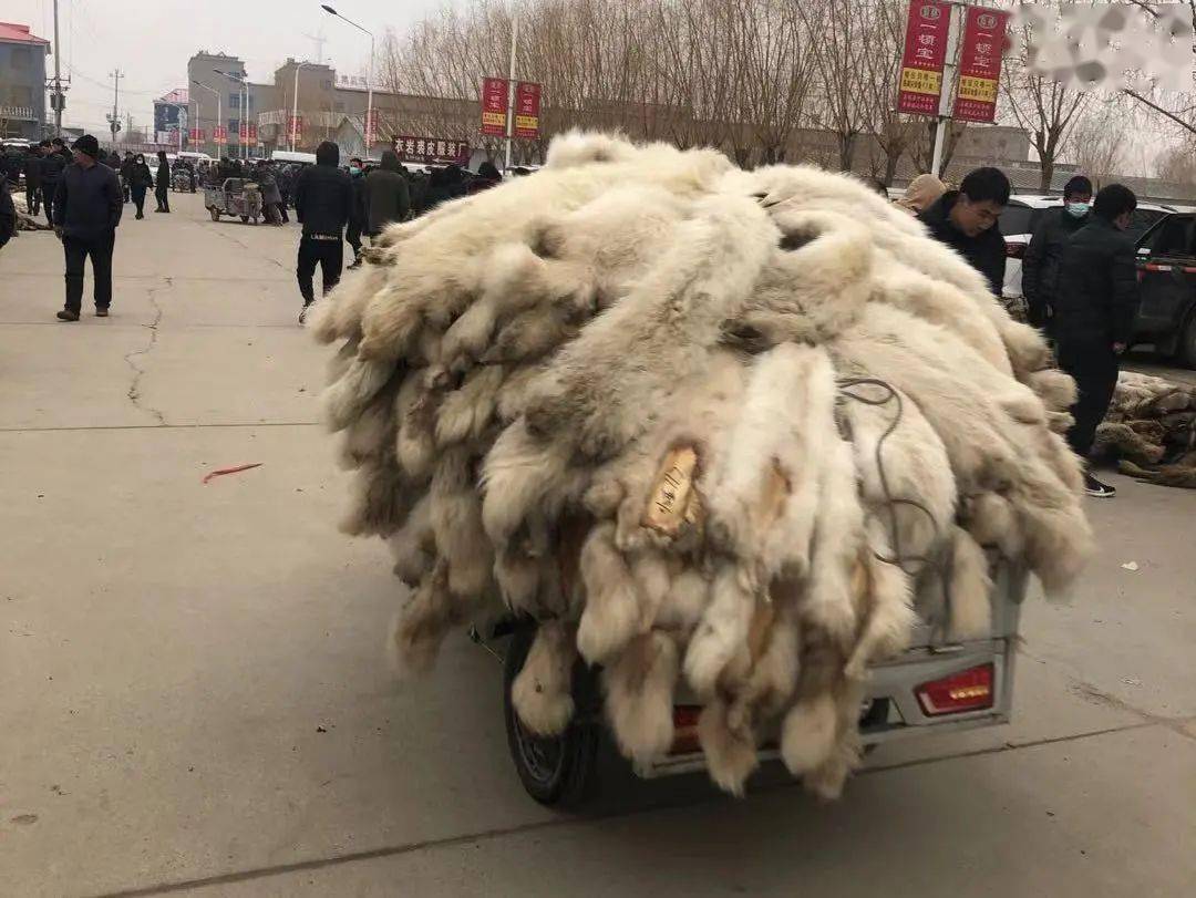 最新皮毛行情及深度分析